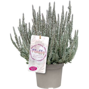 Kanarbik Fluffy Ø 11 cm