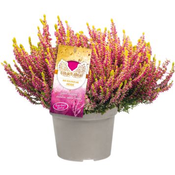 Kanarbik Golden Angie Ø 11 cm