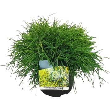 Mägi- ebaküpress Sungold Ø 17 cm