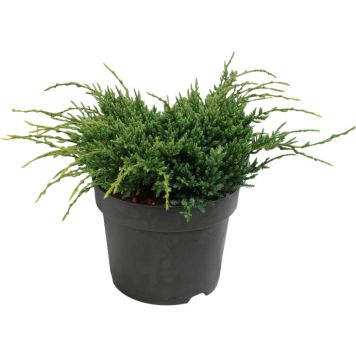 Kirju kadakas Holger