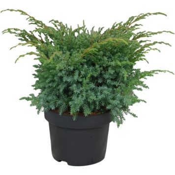 Kirju kadakas Blue Swede