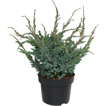 Kirju kadakas Meyeri