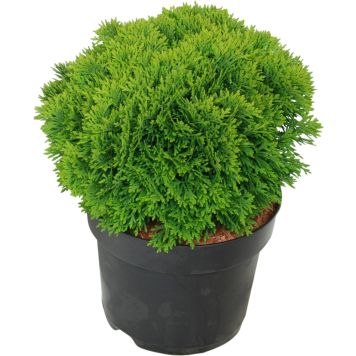 Harilik eluouu Danica