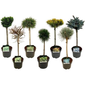 Okaspuu valik tüvel Ø 23 cm