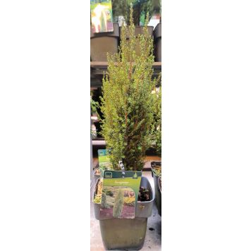 Kadakas Arnold Ø 17 cm