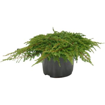 Harilik kadakas Green Carpet Ø 17 cm