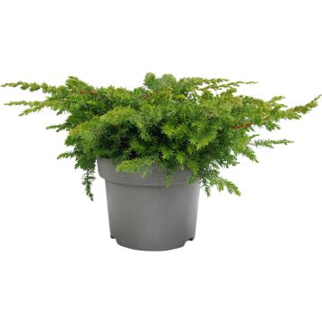 Randkadakas Schlager Ø 17 cm