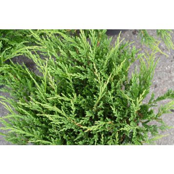 Roomav kadakas Prince of Wales Ø 17 cm