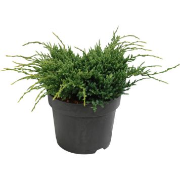 Kirju kadakas Holger Ø 17 cm