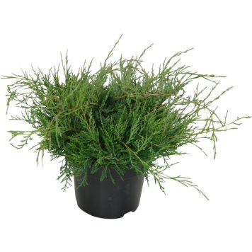 Virgiinia kadakas Grey Owl Ø 17 cm