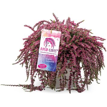 Kanarbik Rasta Girls Ø 13 cm