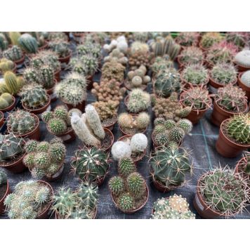 Kaktus mix Ø 10,5 cm