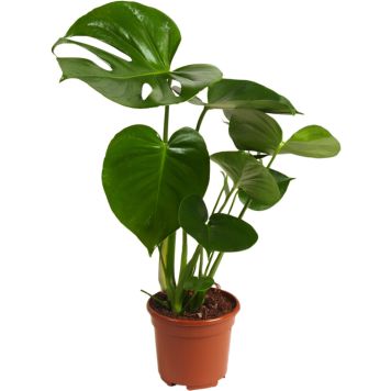 Meeldiv monstera Ø 17 cm
