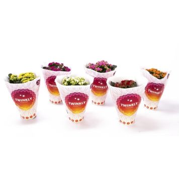 Kalanhoe valik Ø 12 cm