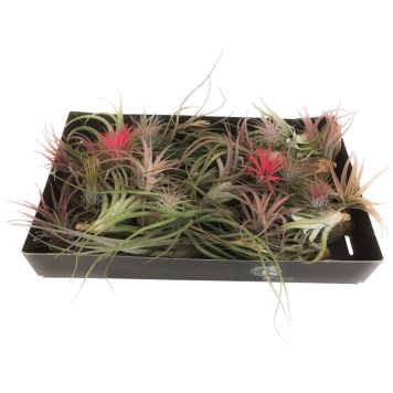 Tillandsia valik