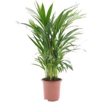 Kollakas pisipalm Ø 17 cm