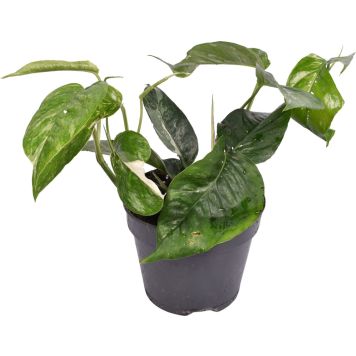 Kuld-nõelkõis Ø 12 cm