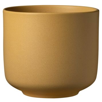 Ümbrispott  Soendgen Bari Blossom kollane, erinevad suurused