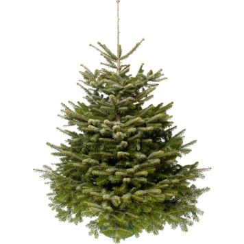 Kaukaasia nulg 160-180 cm