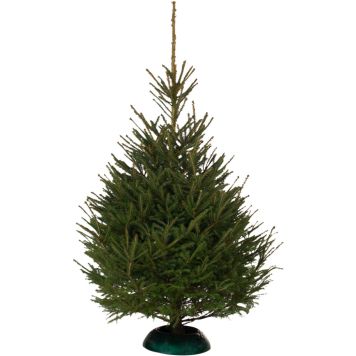 Harilik kuusk 200-230 cm