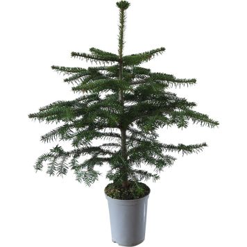 Kaukaasia nulg Abies Nordmanniana 75-85 cm