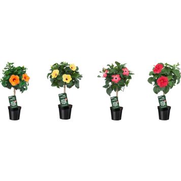 Rooshibiskus tüvel valik Ø 19 cm