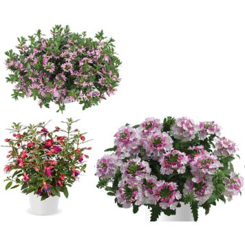 NOORTAIMEDE MIX KASSETIS