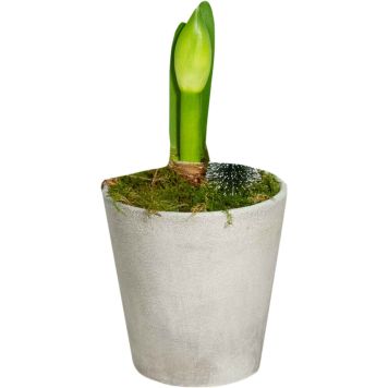 Amarüllus   Nelson Garden Casablanca