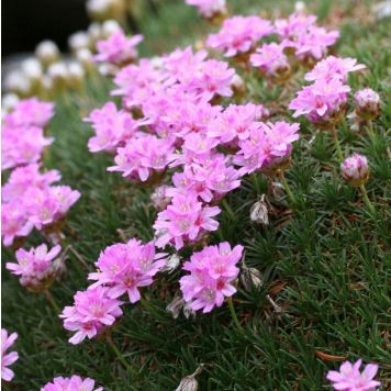 Mätasjas merikann New Zealand Form  Ø 12 cm