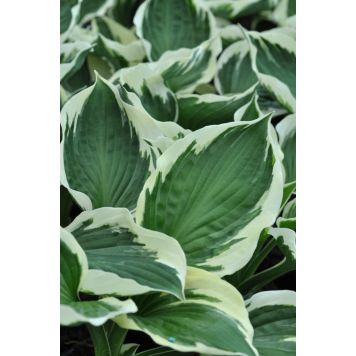 Hosta Francee