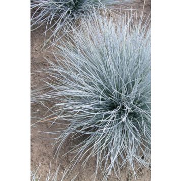 Hall aruhein Mihkel Saar Elijah Blue