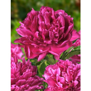 Pojeng Karl Rosenfield