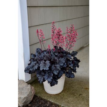 Helmikpööris Timeless Night P15