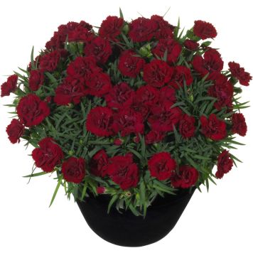 Hübriidnelk Desire® Ø 12 cm