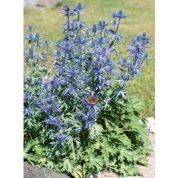 Aed-ogaputk Big Blue  P17