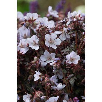 Aas-kurereha Black and White