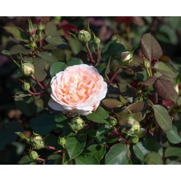 Uus-antiikroos Märchenzauber