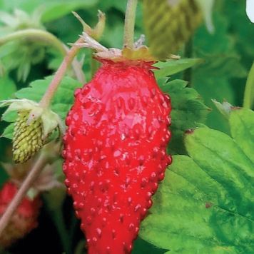 Kuumaasikas Alexandria