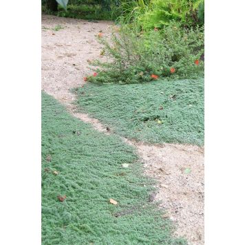 Lühivillane liivatee