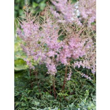 Lihtlehine astilbe Hennie Graafland