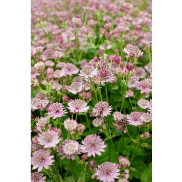 Suur tähtputk Pink Button