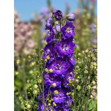 Aed-kukekannus Delgenius Kingsley