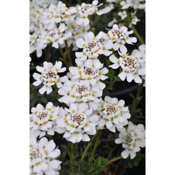 Igihaljas ibeeris Fischbeck