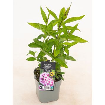 Aed-leeklill Bright Eyes