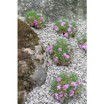 Harilik merikann varretu