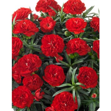 Hübriidnelk Mihkel Saar Red Beach