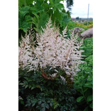 Astilbe Arendsii Bronzlaub