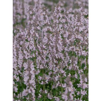 Mussini naistenõges Amelia