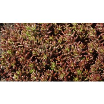 Valge kukehari Coral Carpet