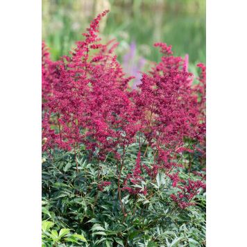 Astilbe Etna